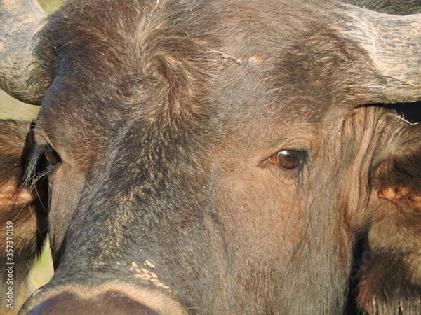 Fototapeta Young Buffalo face close up.