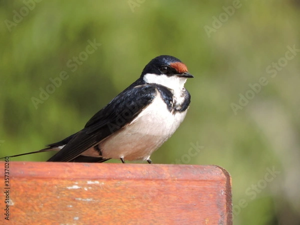 Fototapeta White throated swallow close up