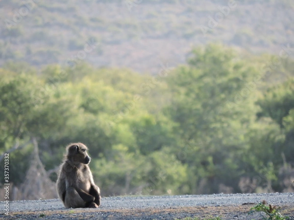 Fototapeta Baboon enjoying the early morning light