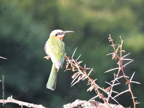 Fototapeta White Fronted Bee-eater perched on a branch
