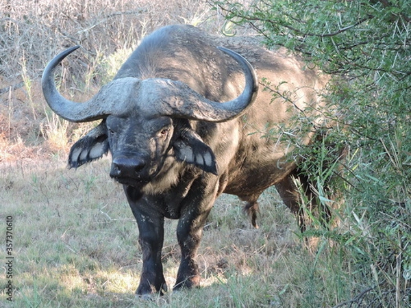 Obraz Big Buffalo bull. Face Close up