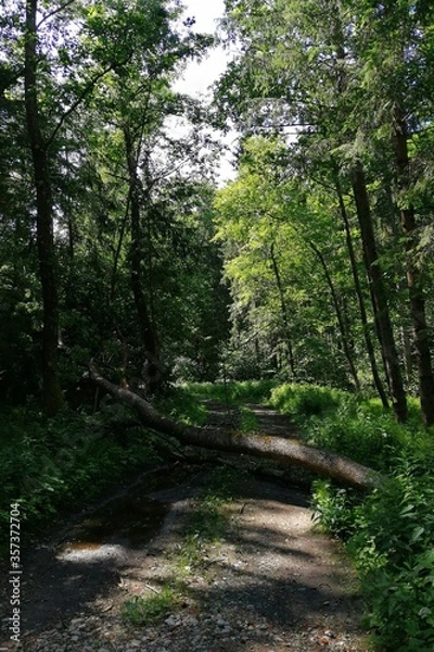 Fototapeta broken tree  
