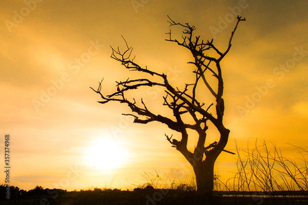 Obraz tree in the sunset