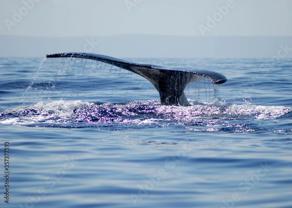 Fototapeta humpback whale tail