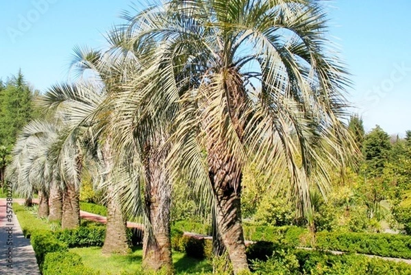 Obraz Green beautiful palm trees summer tropics sunny day