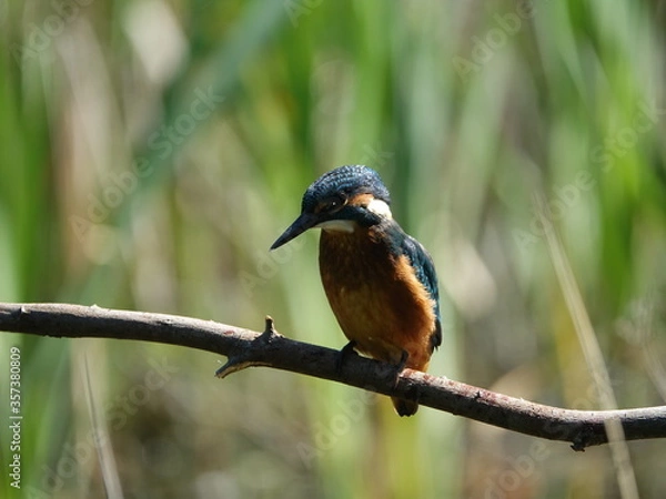 Fototapeta kingfisher (Alcedo atthis)