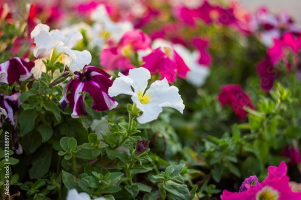 Fototapeta Colorful petunia flowers in the garden at evening.
