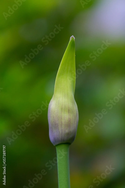 Obraz アガパンサス