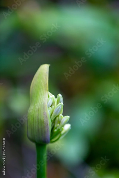 Obraz アガパンサス