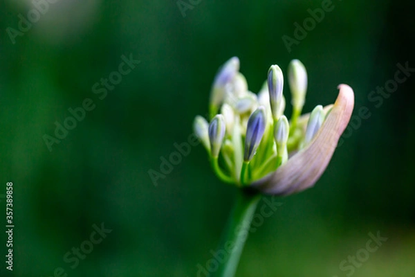 Obraz アガパンサス