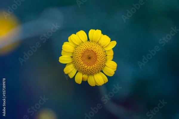 Obraz カモミール 