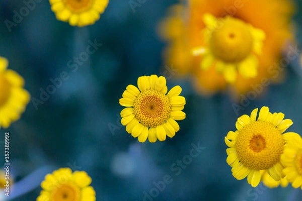 Obraz カモミール 