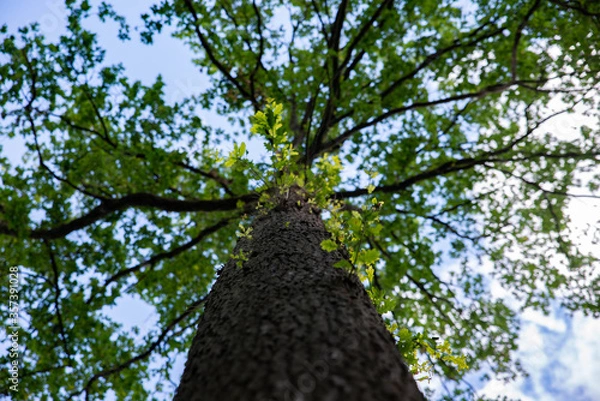 Obraz Un arbre et ses branches