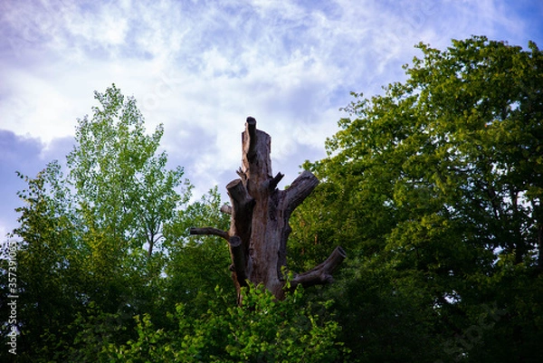 Fototapeta Un tronc d'arbre dans la clariere