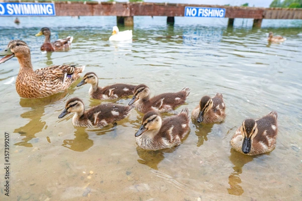 Obraz ducks on the lake
