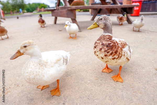 Obraz two ducks on the farm
