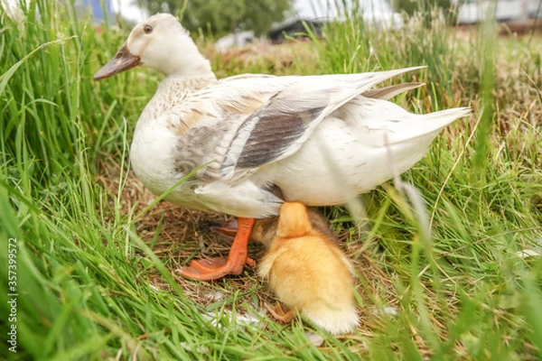 Obraz duck on the grass