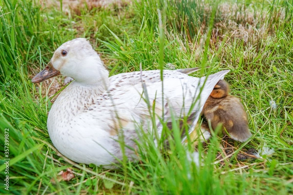 Obraz duck in the grass