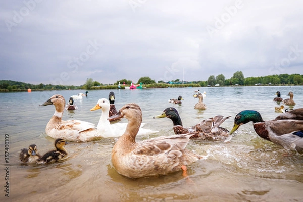 Obraz ducks on the lake