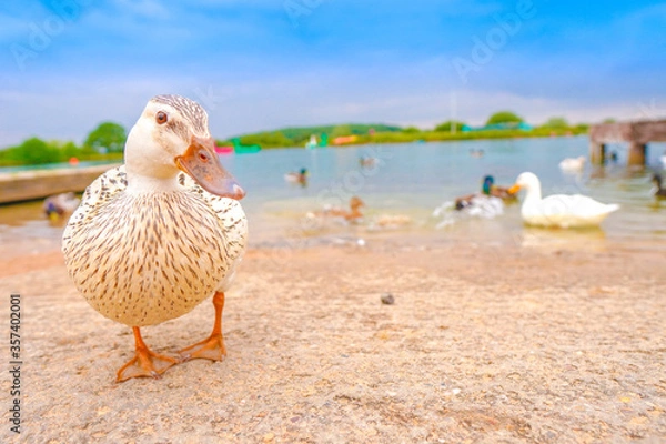 Obraz duck on the lake