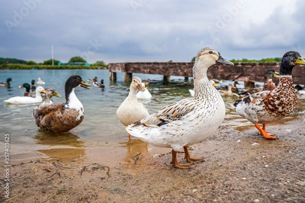 Obraz ducks on the lake