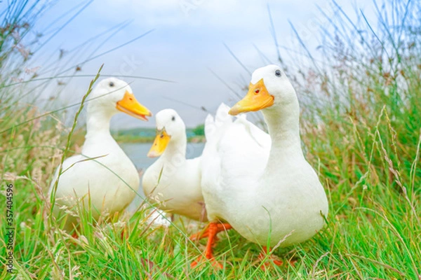 Obraz ducks on the grass