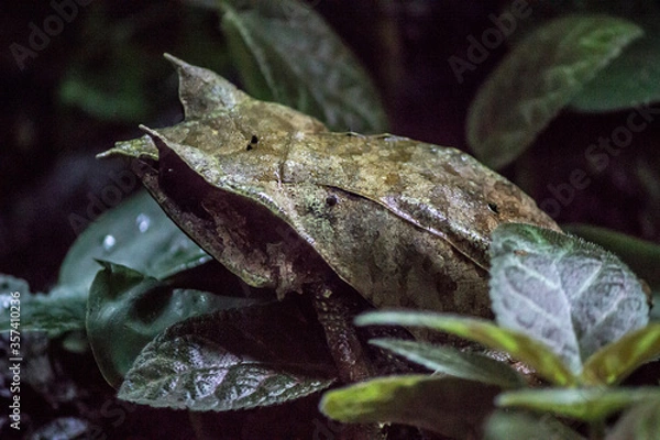 Obraz Malayan Leaf Frog