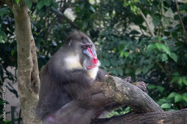 Obraz Mandrill