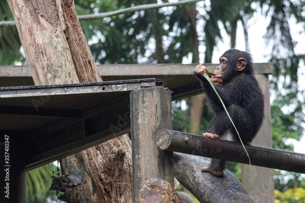 Obraz The little chimp