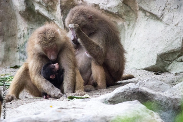 Obraz The monkey family