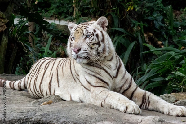 Obraz White Tiger