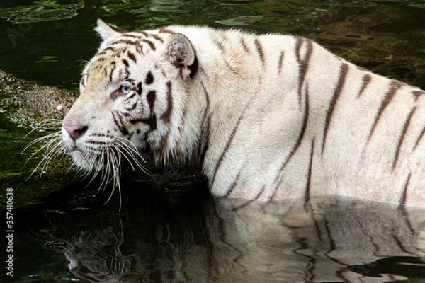 Obraz White Tiger