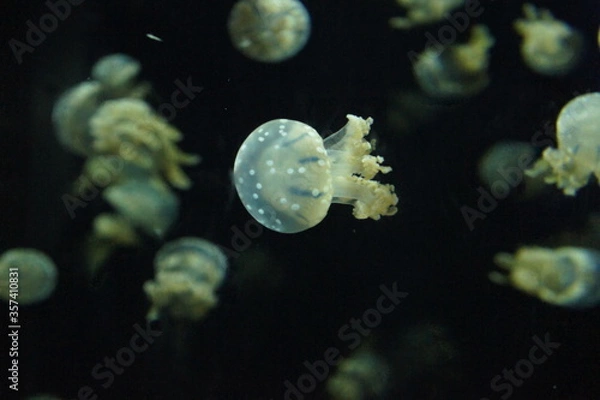 Obraz Jellyfish