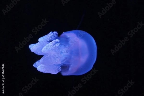 Obraz Jellyfish