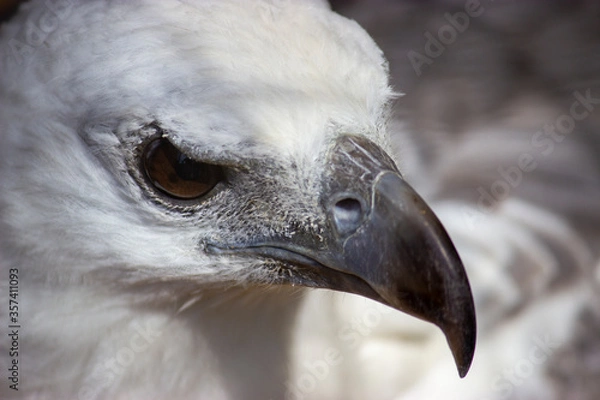 Obraz Up close on the eagle
