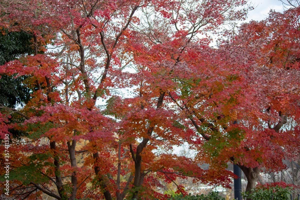 Obraz Red trees in Japan