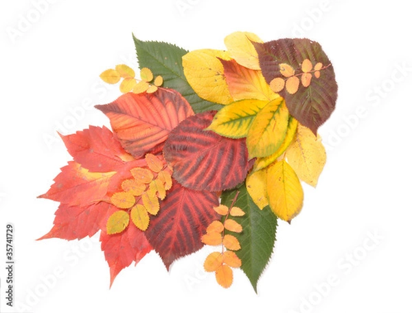 Fototapeta Composition from leaves