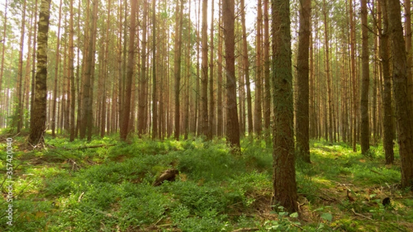 Obraz Las w słońcu