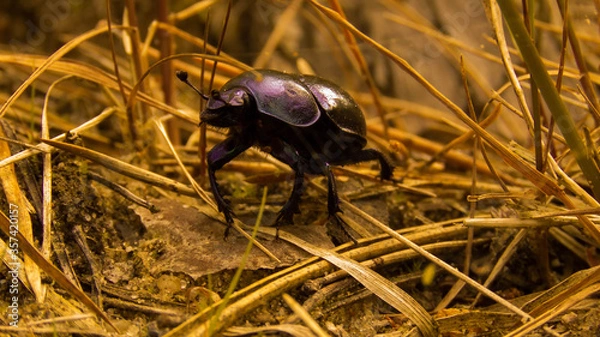 Obraz Żuk owad w słońcu