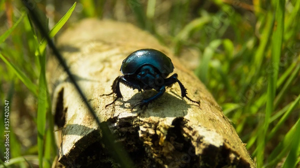 Obraz Żuk na gałązce