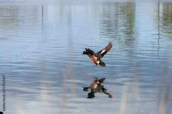 Obraz Landing Chestnut Teal Duck