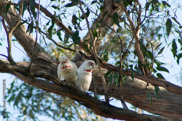 Obraz Australian Long Billed Corellas