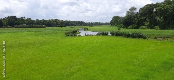 Obraz Field canal palackamattom, kerala 