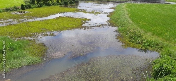 Obraz Village canal over views, Palackamattom, kerala 