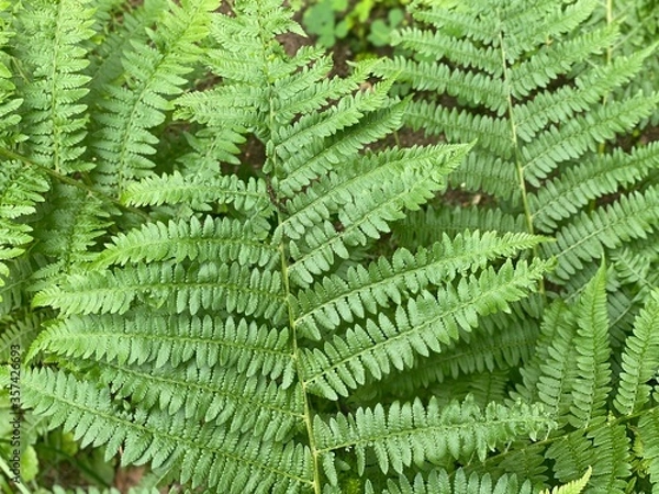 Obraz green fern leaves