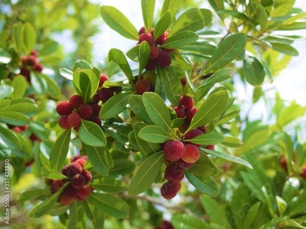 Fototapeta ヤマモモの実1