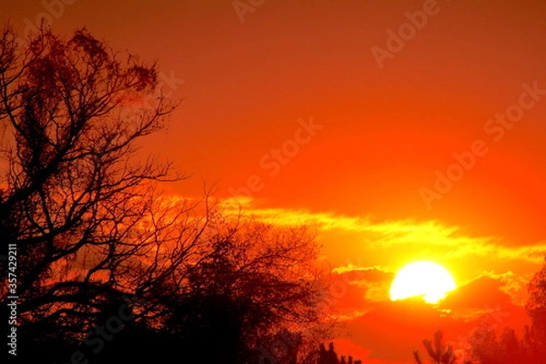 Obraz atardecer con arbol