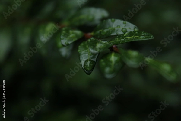 Fototapeta Drop of Life