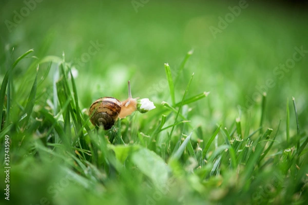 Fototapeta Small snail on a daisy flower in the green grass