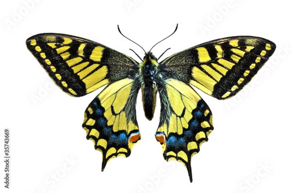 Obraz Papilio-machaon
